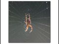 Spinne im Netz